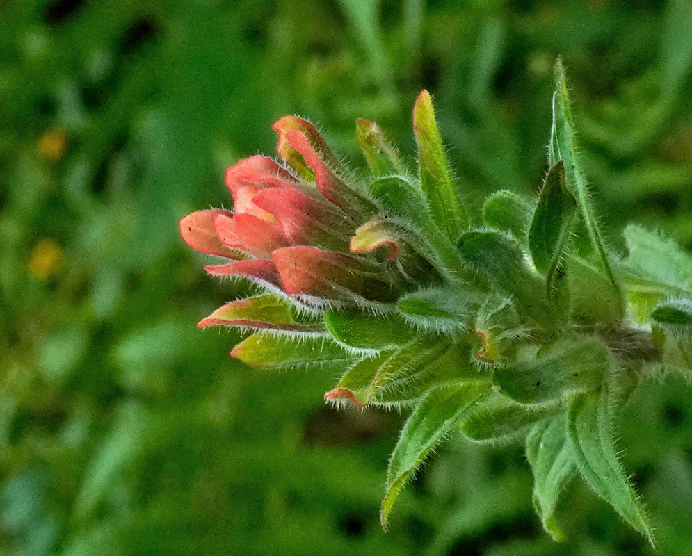 Castilleja arvensis inflorescence showing reddish bracts with narrow tubular flowers emerging among dense, hairy green leaves