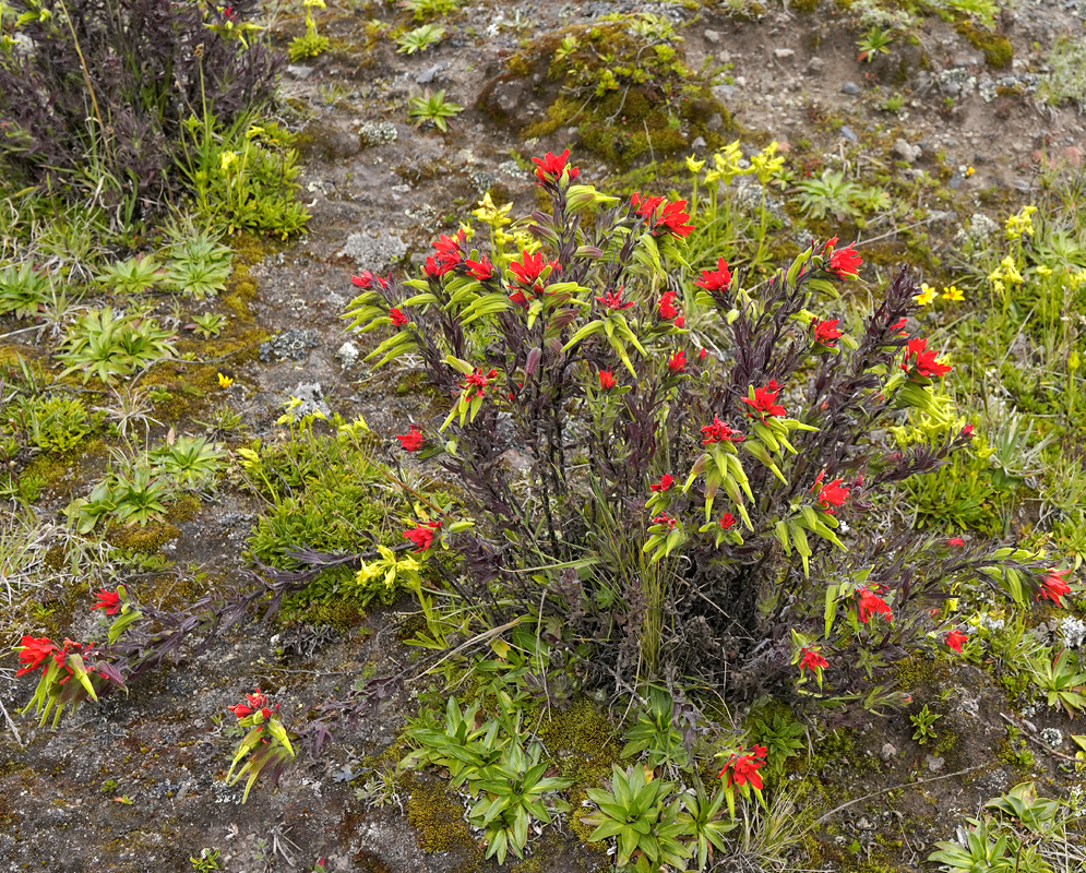 A Castilleja fissifolia inflorescence with flowers at different life-cycle stages
