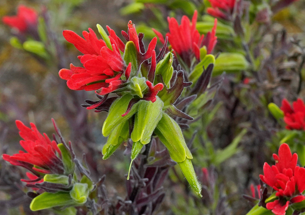 Castilleja fissifolia in Andean Páramo A dense high-altitude shrub of Castilleja fissifolia with numerous bright red and green tubular bracts growing across a rocky Andean páramo terrain