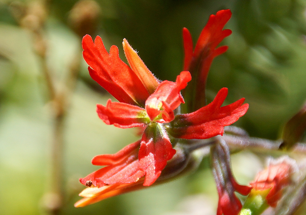 A bright red Castilleja fissifolia flower in sunlight