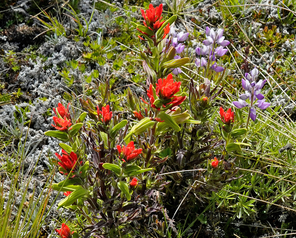 Castilleja nubigena plant growing in páramo vegetation with upright stems tipped by vivid red bracts and surrounded by grasses and purple wildflowers