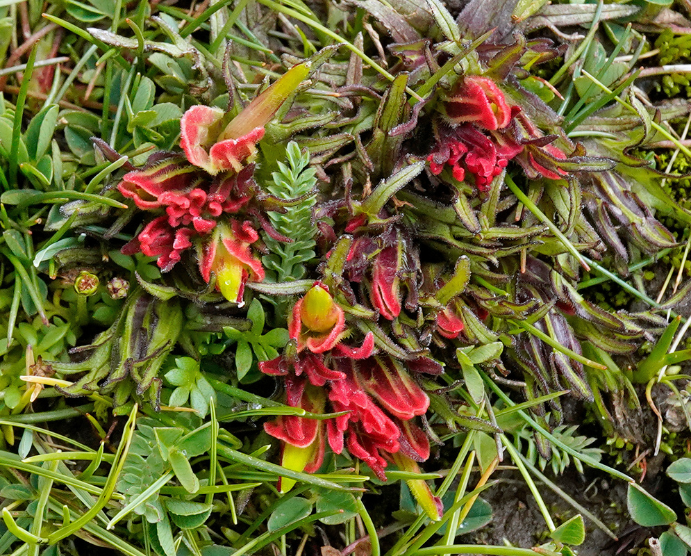 Castilleja pumila low-growing rosette with compact clusters of red bracts edged in green and yellow, nestled among alpine grasses