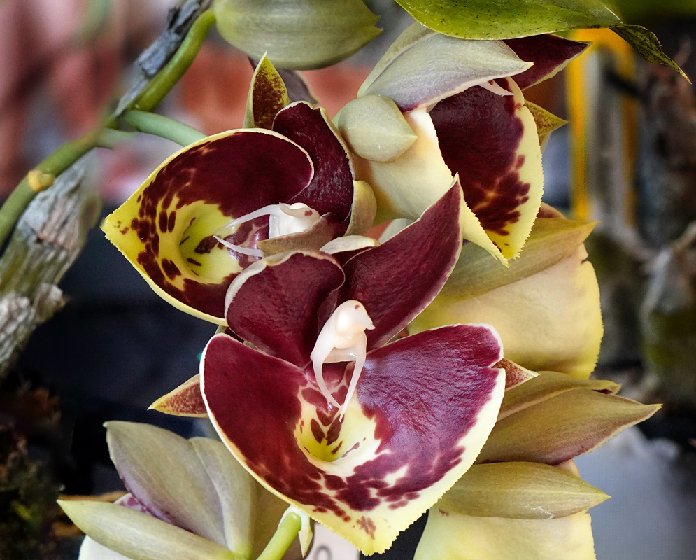 Catasetum Jamie Lawson Orchid Close-up of catasetum orchid ‘Jamie Lawson’ showing thick, triangular burgundy tepals with cream-yellow throats mottled maroon and a prominent white, spring-loaded column on a tightly packed inflorescence emerging beside mature pseudobulbs