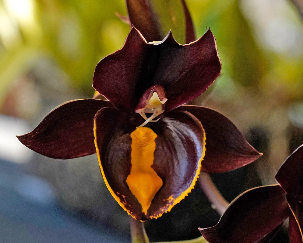 Catasetum Jumbo Pearl Orchid Close-up of a Catasetum Jumbo Pearl orchid flower with dark burgundy petals, a striking yellow lip, and a waxy, symmetrical structure