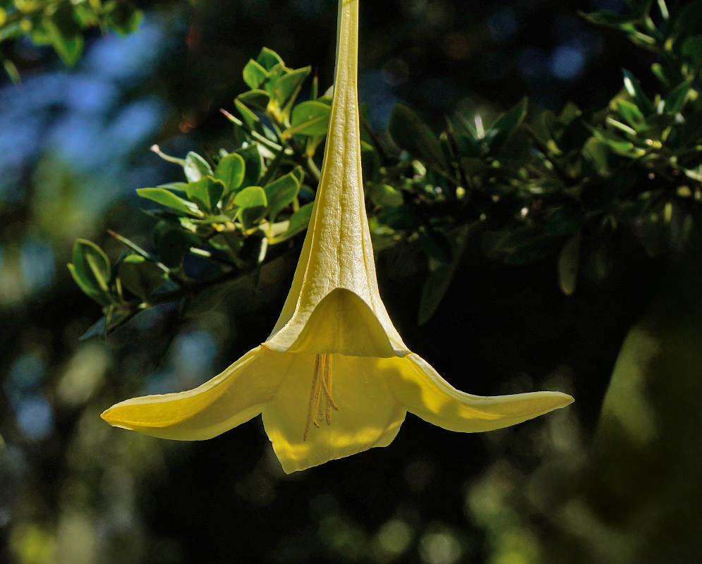 A close-up of the yellow, pendulous trumpet-shaped flower of Catesbaea spinosa, hanging downward with its long tube and flared petal tips, photographed in natural light against green foliage
