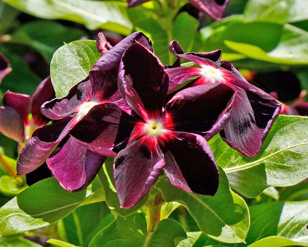 Catharanthus roseus Dark Flower A striking dark purple Catharanthus roseus flower with a vivid red and white eye, growing in dense green foliage under sunlight