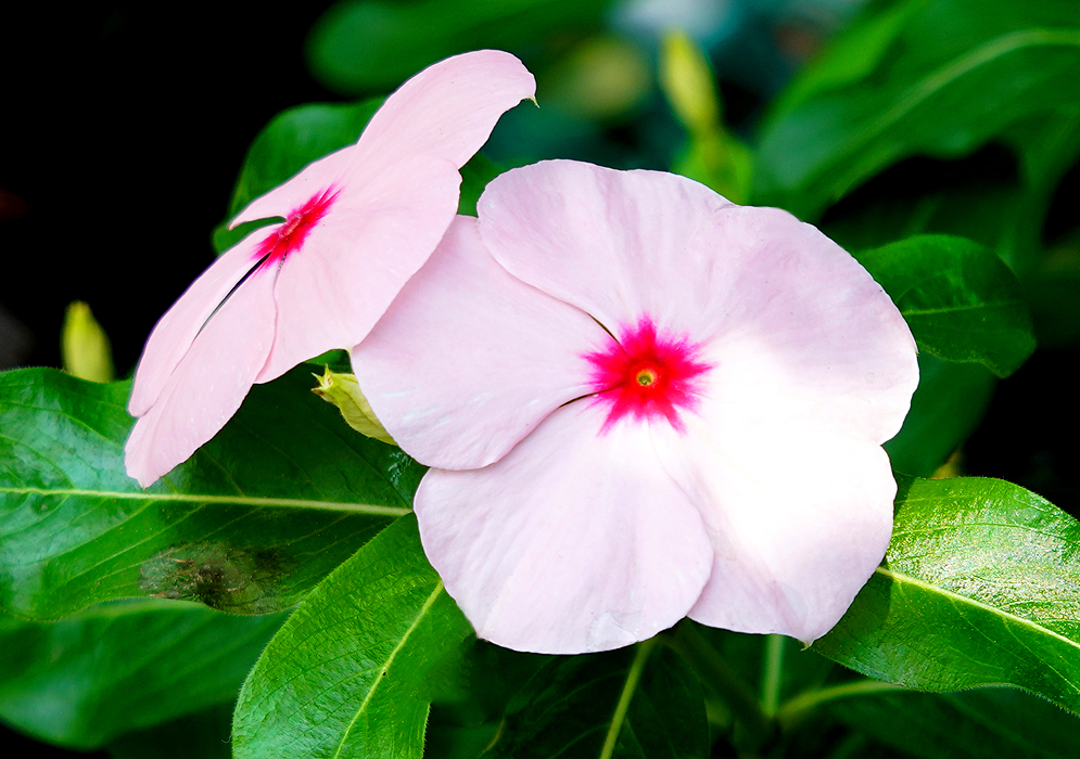 Two light-pink Catharanthus roseus flowers with red centers