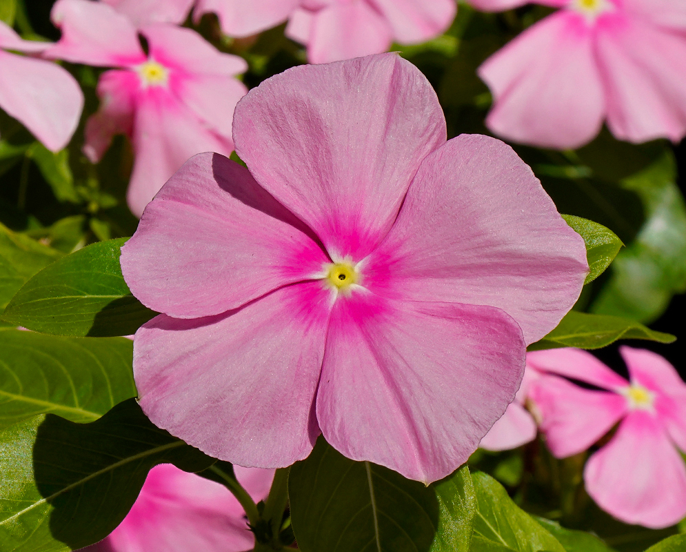 Light pink Catharanthus roseus flower with a white center
