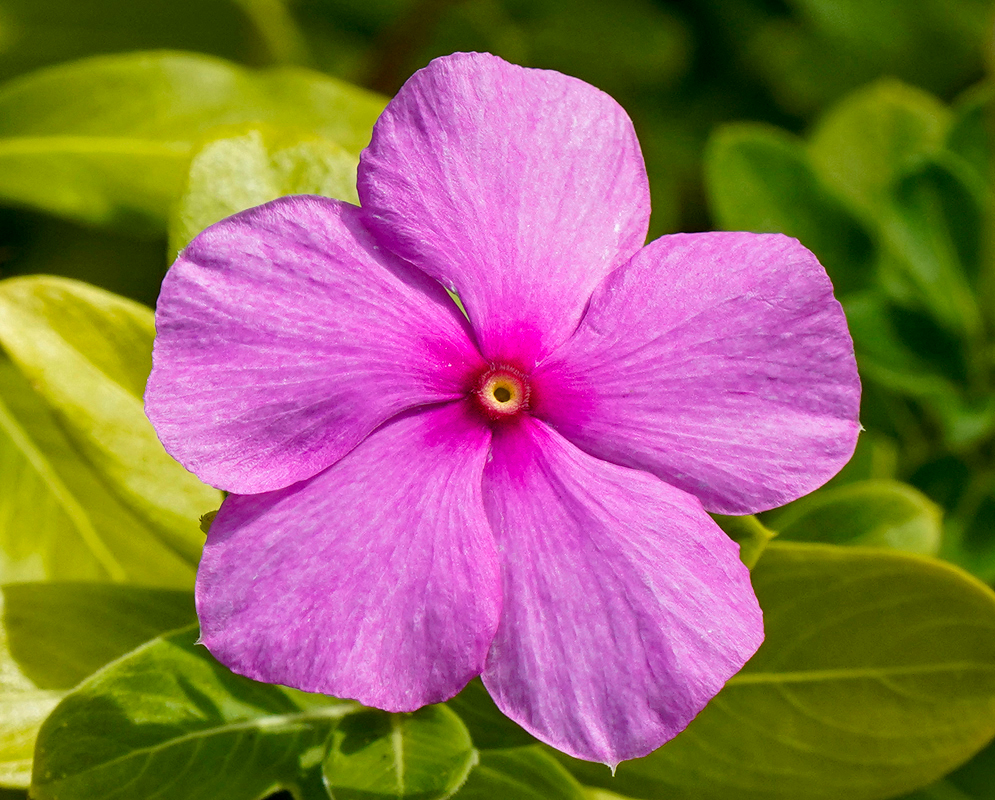 A pink-violet Catharanthus roseus flower with a white and yellow center