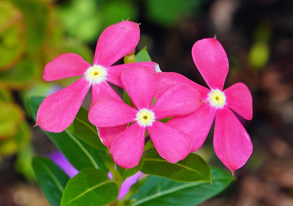 Red Catharanthus roseus flowers with white and yellow centers