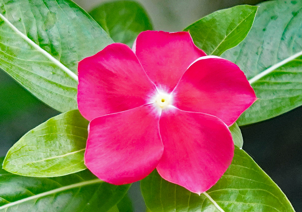 Rose-red Catharanthus roseus flower with a white center