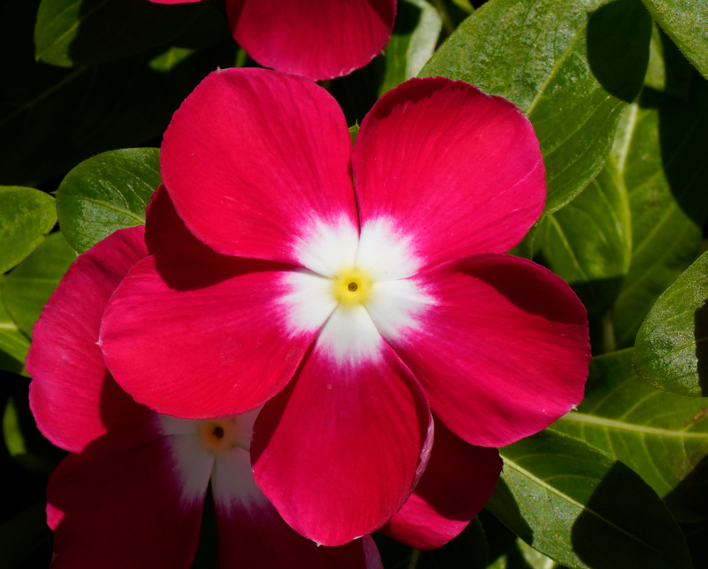 Catharanthus roseus Red Flower A vibrant red Catharanthus roseus flower with five rounded petals and a bright white center, surrounded by glossy green leaves