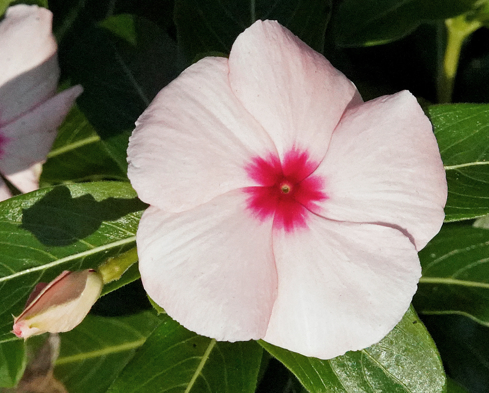 White Catharanthus roseus flower with a red center