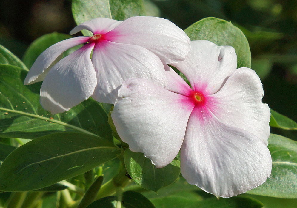 Two white Catharanthus roseus flowers with pink centers in sunlight