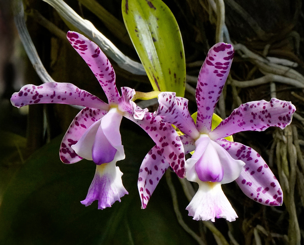 Two vibrant Cattleya Brabantiae orchid flowers with broad pink petals speckled with dark purple spots and large white lips flushed with lavender, growing on a tangled mass of roots and foliage.