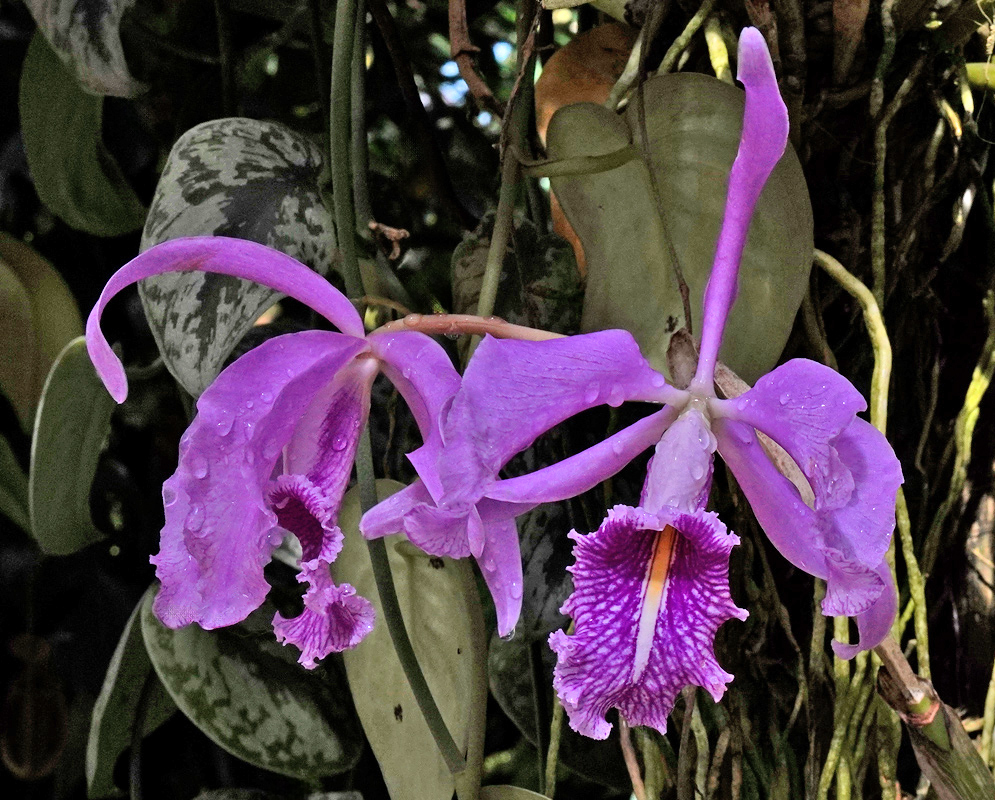 Cattleya Maxima Orchid Close-up of two cattleya maxima orchid flowers with elongated lavender petals and frilled magenta lips marked with white and orange throats, growing among hanging aerial roots and green foliage