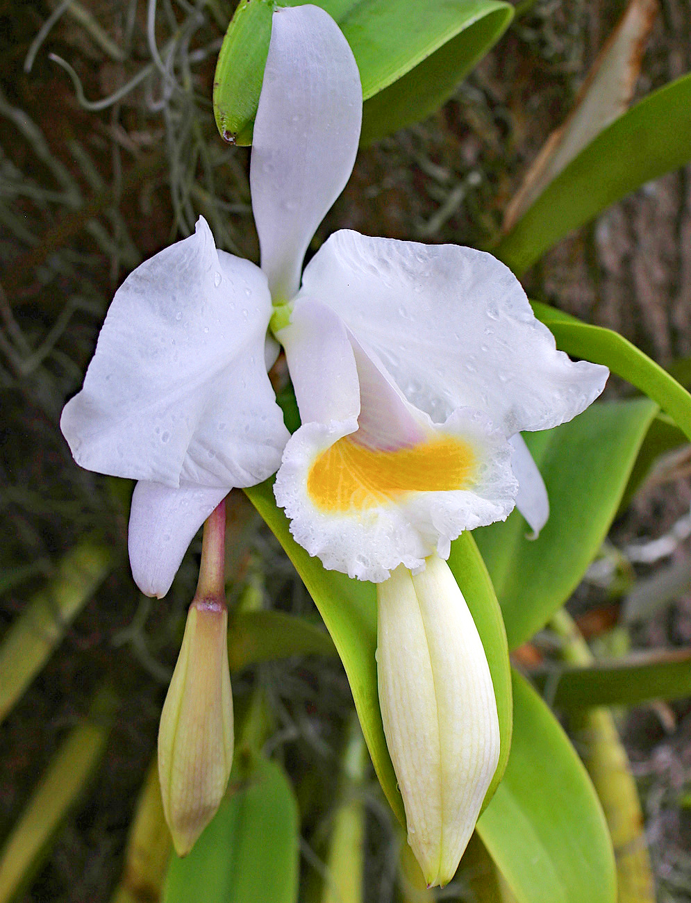A white Cattleya Orchid flower with a yellow throat above two flower buds