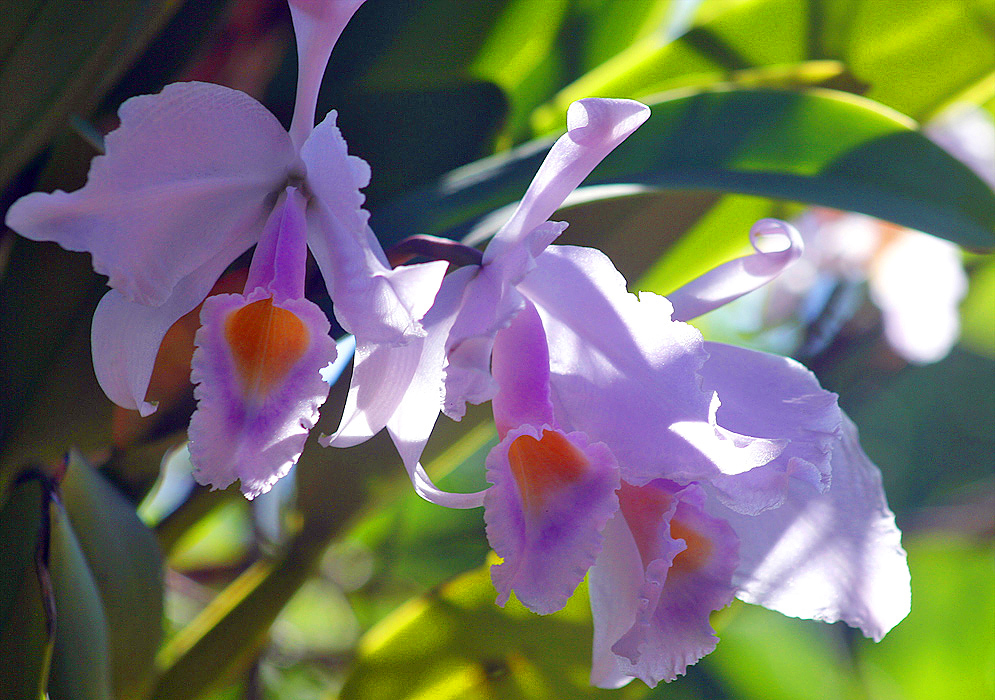 Cattleya orchid flower with white petals with a dash of lilac and a yellow throat