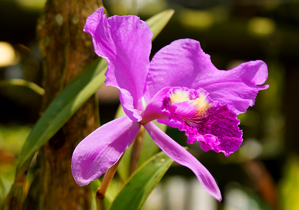 A purple-pink Cattleya Orchid flower with yellow markings on the lip in sunlight