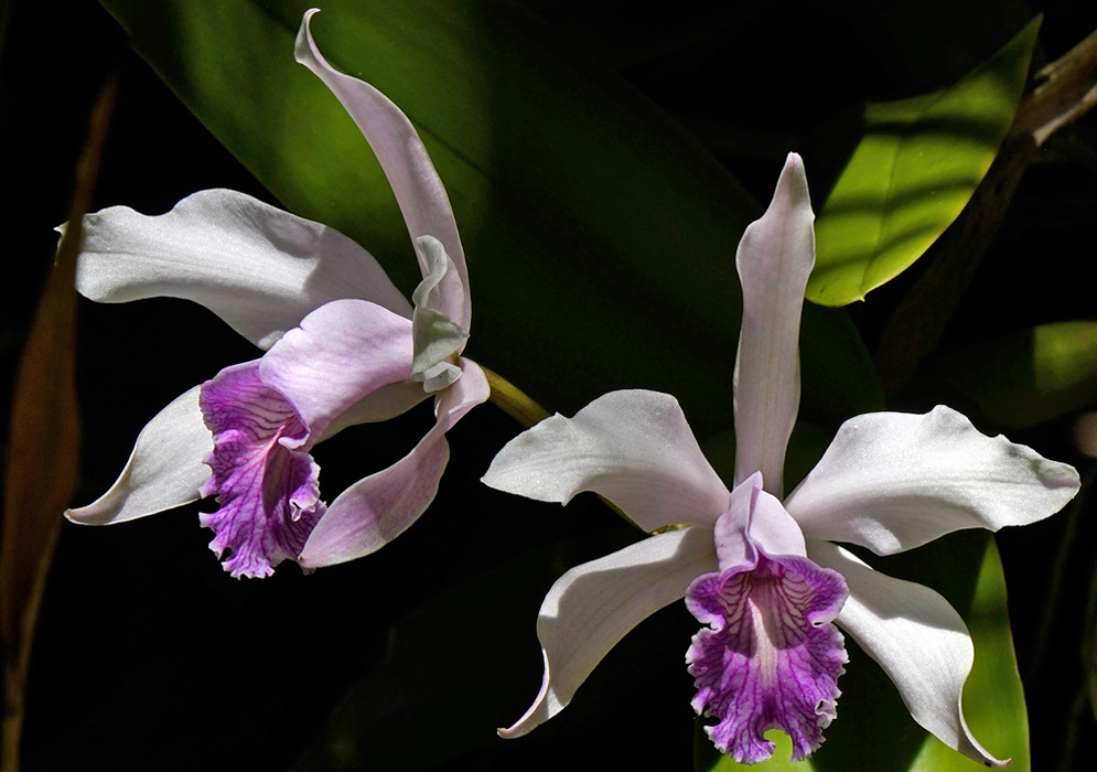 Cattleya Purpurata Orchid A close-up of two cattleya purpurata orchids with white elongated petals and purple ruffled lips, growing in dappled light against green foliage