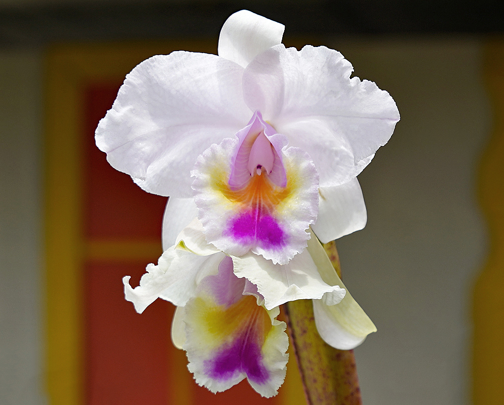 White Cattleya quadricolor flower with a purple and yellow lip