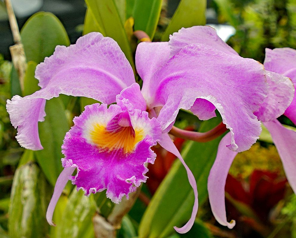 Pink and purple Cattleya trianae flower with yellow markings on the lip