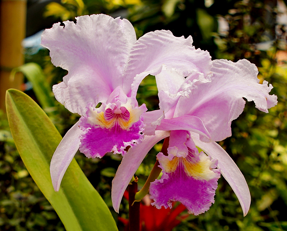 Pink and purple Cattleya trianae flowers with yellow markings on the lip