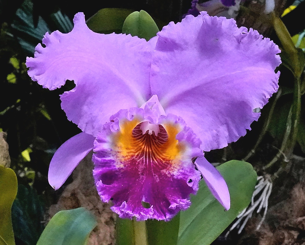 Cattleya warscewiczii flower