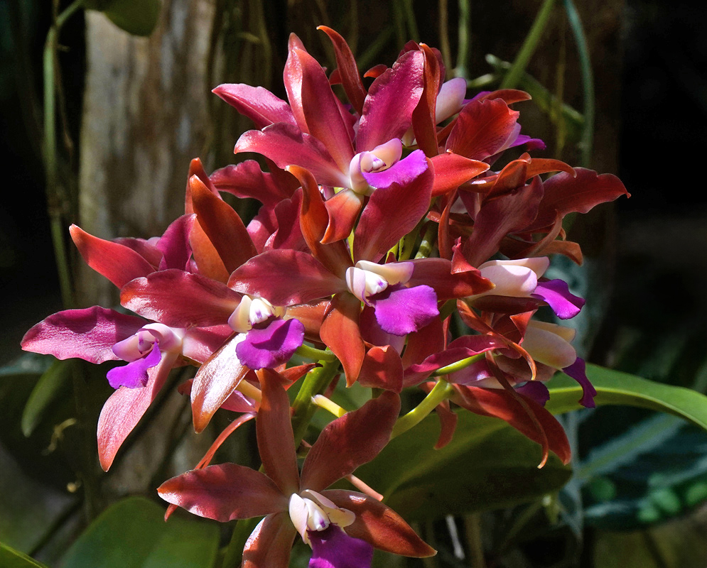 Cluster of cattlianthe ‘Okinawan Rock’ flowers showing glossy copper-red petals and sepals with magenta lips on a tight, many-flowered spray above green leaves