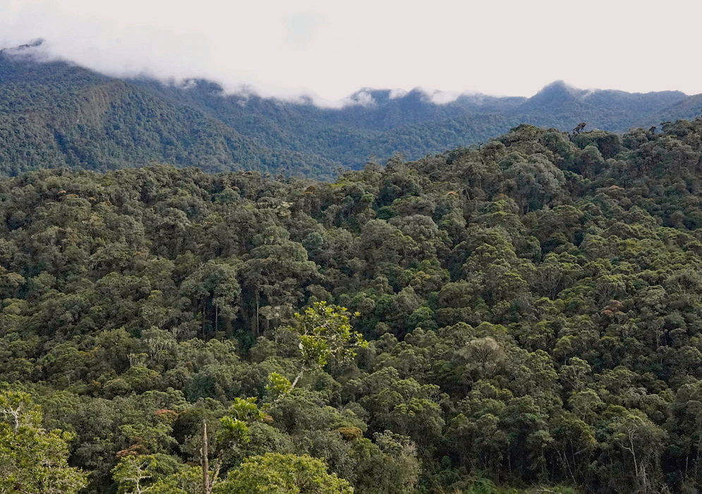 Cauca Cloud Forest Ridge Cloud forest covers a steep mountain ridge in the department of Cauca