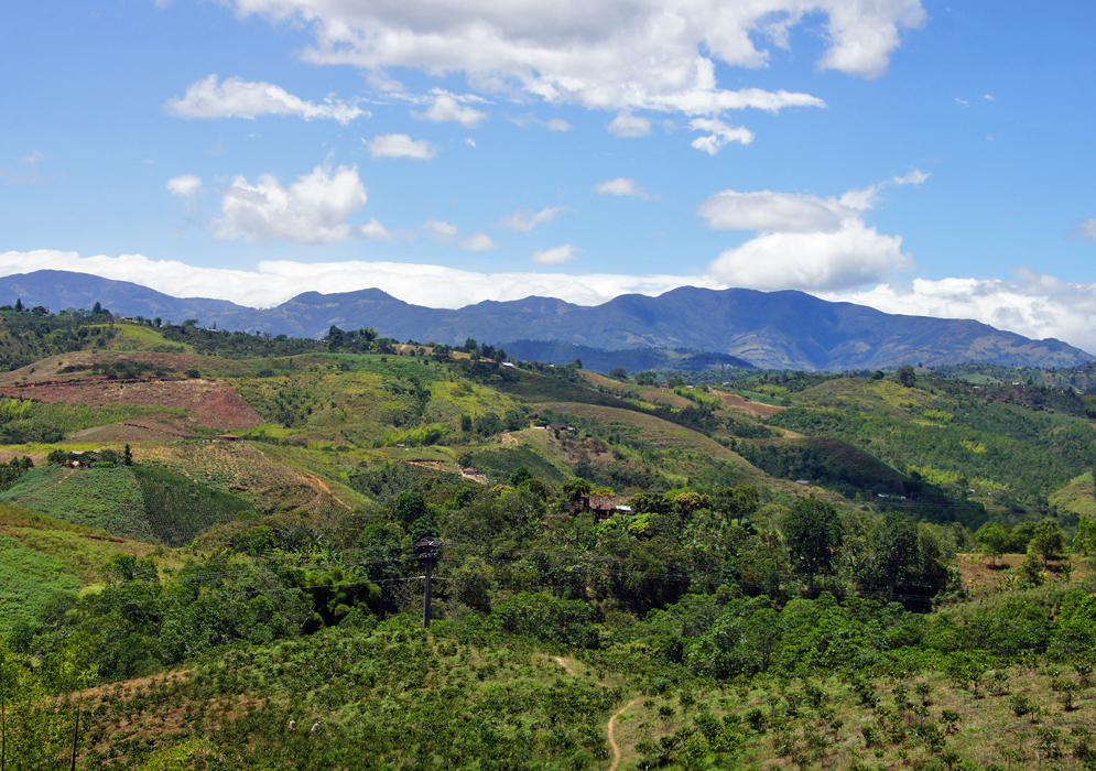 Coffee farm in Cauca