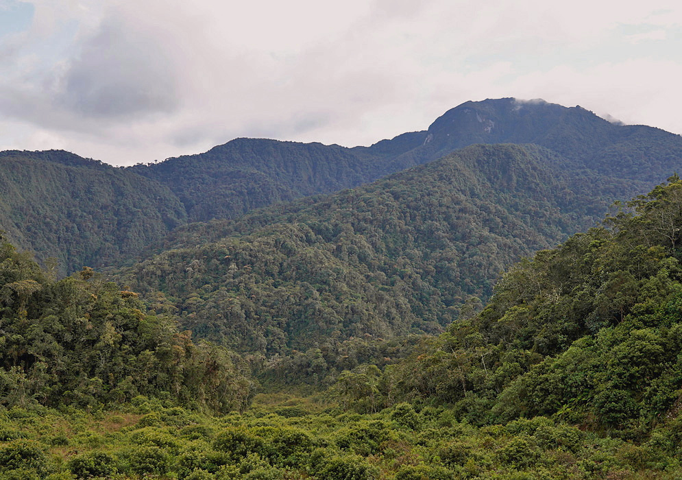 Cauca Forested Mountain Valley A forested mountain valley descends between green ridges in Cauca