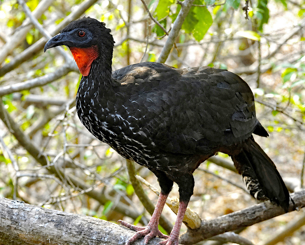 Penelope perspicax Cauca Guan A Penelope perspicax shown as the cauca guan in a clear view with its characteristic plumage visible