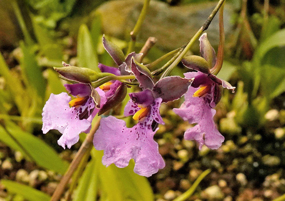 Close-up of Caucaea olivacea flowers showing soft purple petals with darker violet markings, ruffled lips, and yellow highlights at the center, growing in clusters on a thin arching stem
