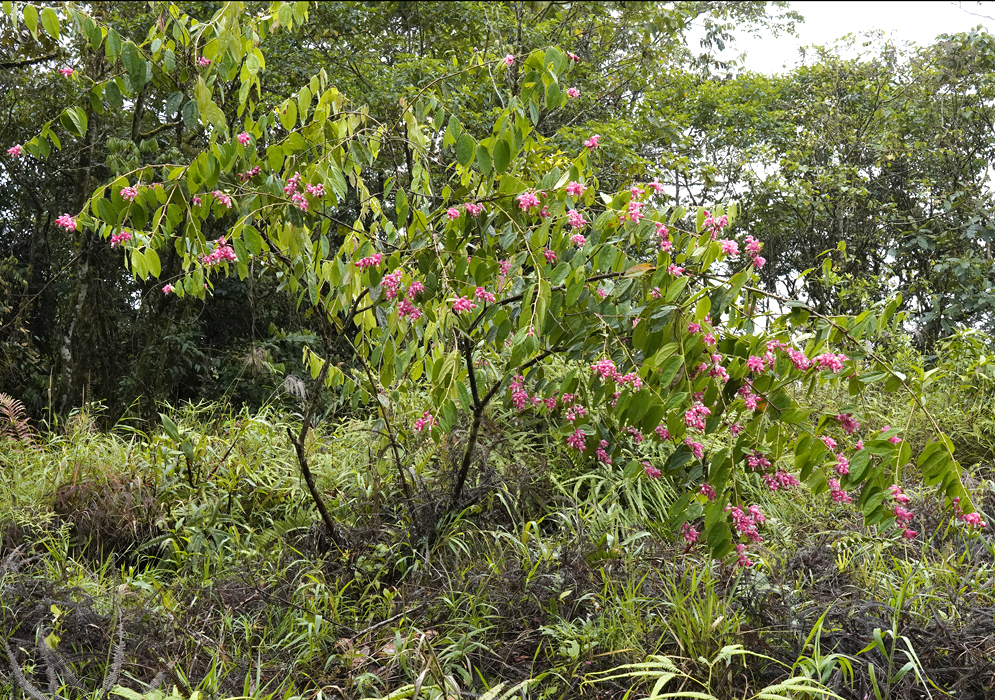 A large flowering Cavendishia bracteata bush