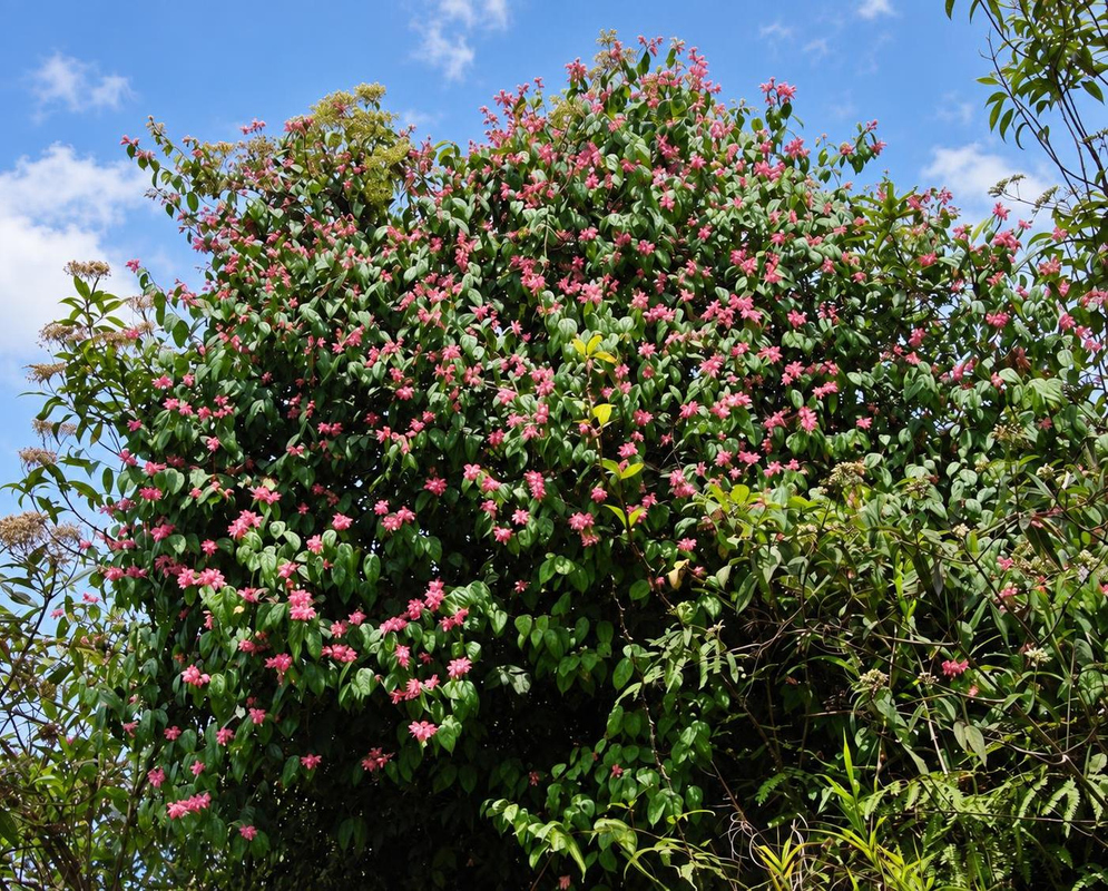 Cavendishia bracteata Tall Pink Flowering Shrub Cavendishia bracteata forms a tall broad shrub dotted with pink flower clusters