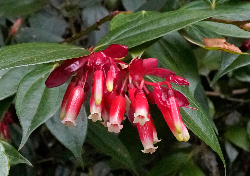 A close-up of the waxy, red and cream tubular flowers of the Cavendishia bracteata blooming beneath glossy green leaves
