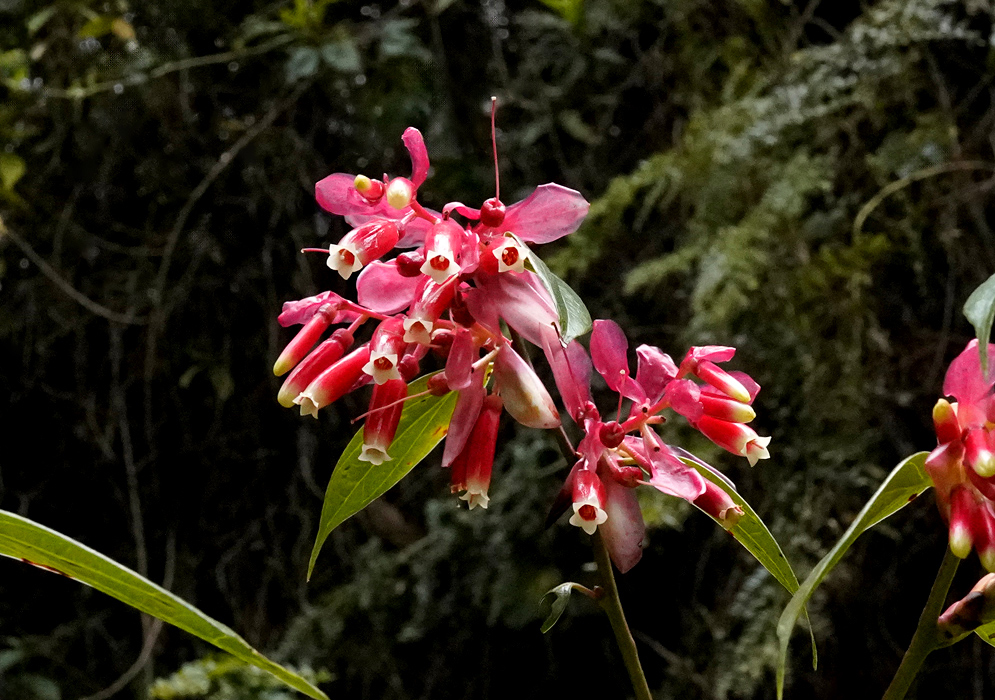 A vibrant cluster of red and white tubular flowers of the Cavendishia bracteata, standing out against a shaded forest background