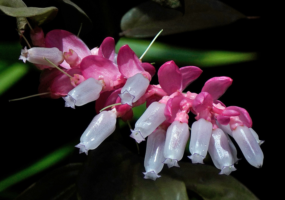 A cluster of Cavendishia callista flowers displaying pink bracts and tubular white corollas with star-shaped tips