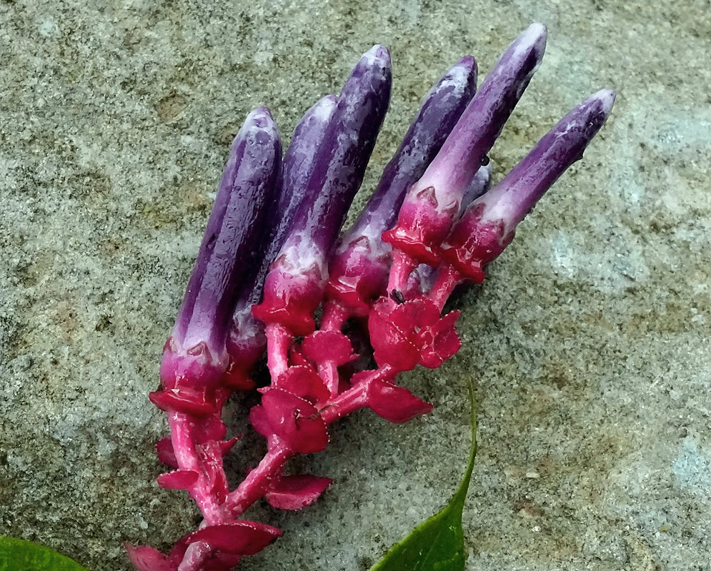 Cavendishia chocoensis plant habit and foliage