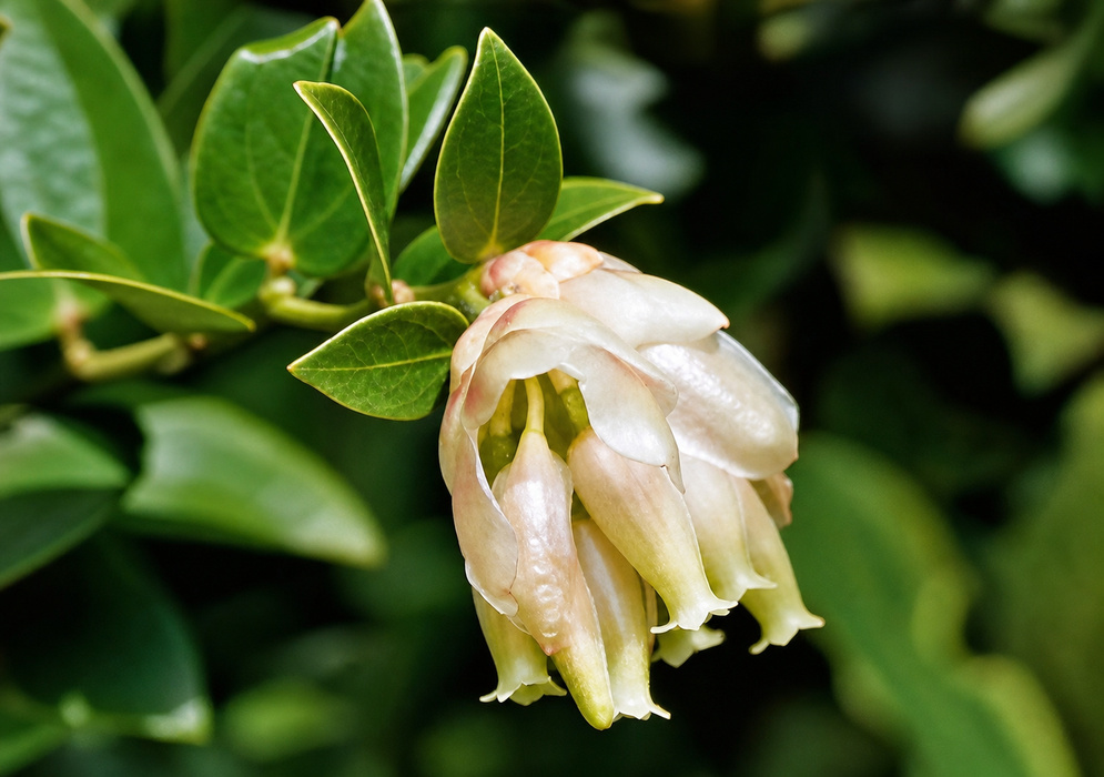 Cluster of white Cavendishia flowers with narrow tubular corollas hanging beneath reddish bracts