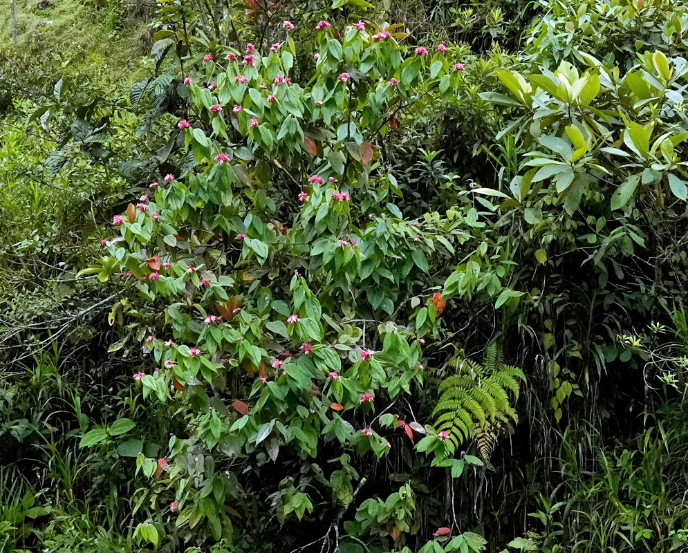 Cavendishia pubescens Blooming Bush Cavendishia pubescens bush with many pink floral clusters on a tropical slope