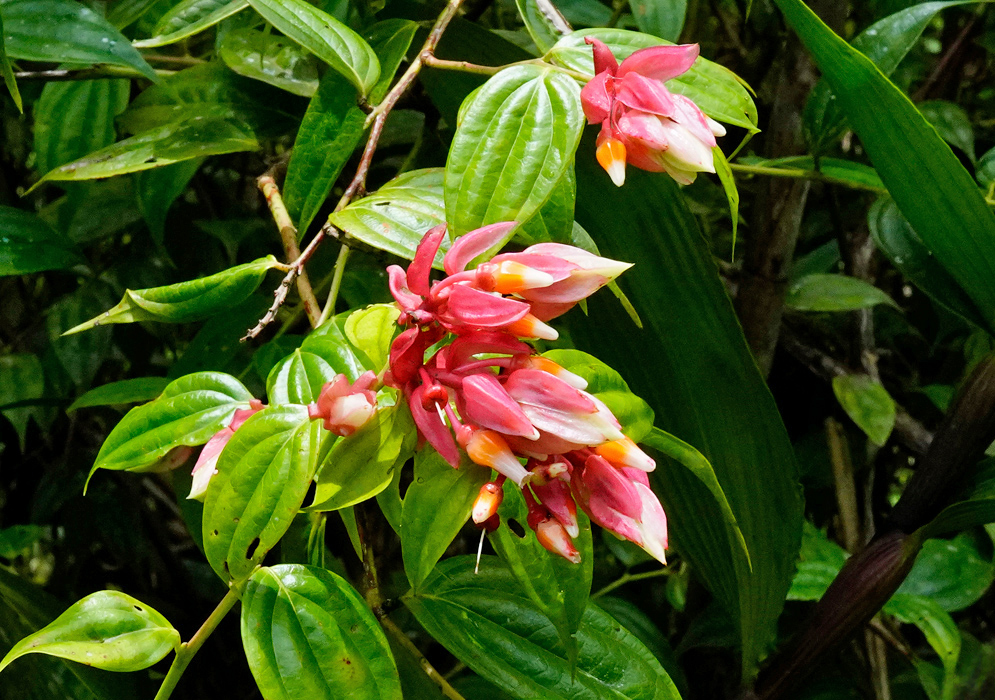 Cavendishia Quereme A close-up of Cavendishia quereme flowers showing elongated pink bracts with white and orange tips hanging in clusters among glossy green leaves in a tropical forest setting
