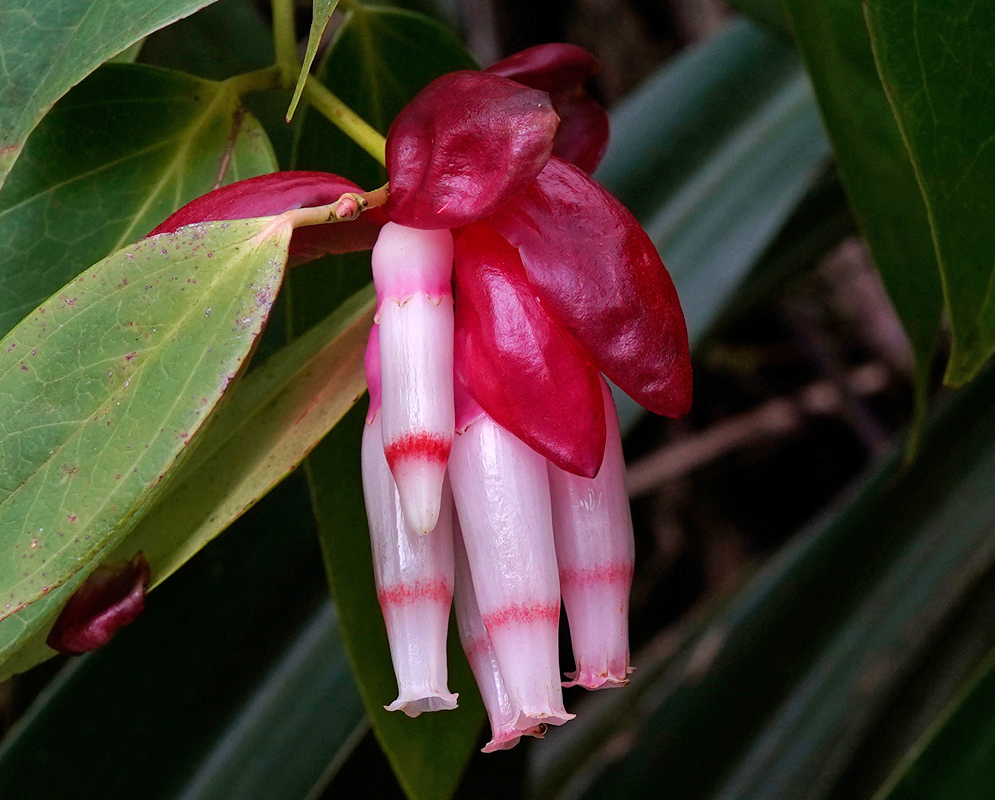 Cavendishia tarapotana Flowers Close view of cavendishia tarapotana showing glossy red, overlapping bracts that sheath a cluster of pendent, white tubular flowers banded faint pink and finishing in small five-toothed tips among evergreen foliage