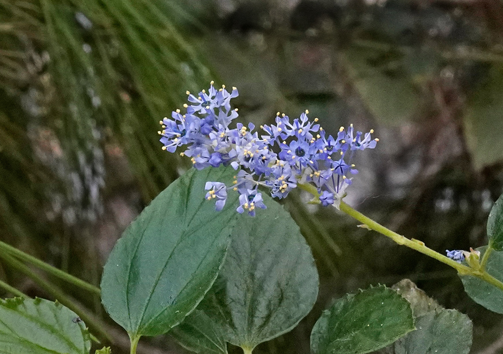 Ceanothus arboreus Flowers A close-up of Ceanothus arboreus flowers showing small clusters of star-shaped blue blossoms with yellow anthers, growing on a shrub with broad green leaves