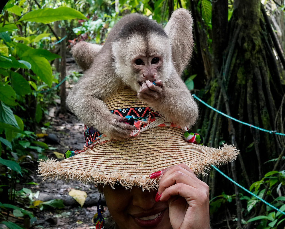 A young Cebus albifrons sits on a woven hat while bringing food to its mouth