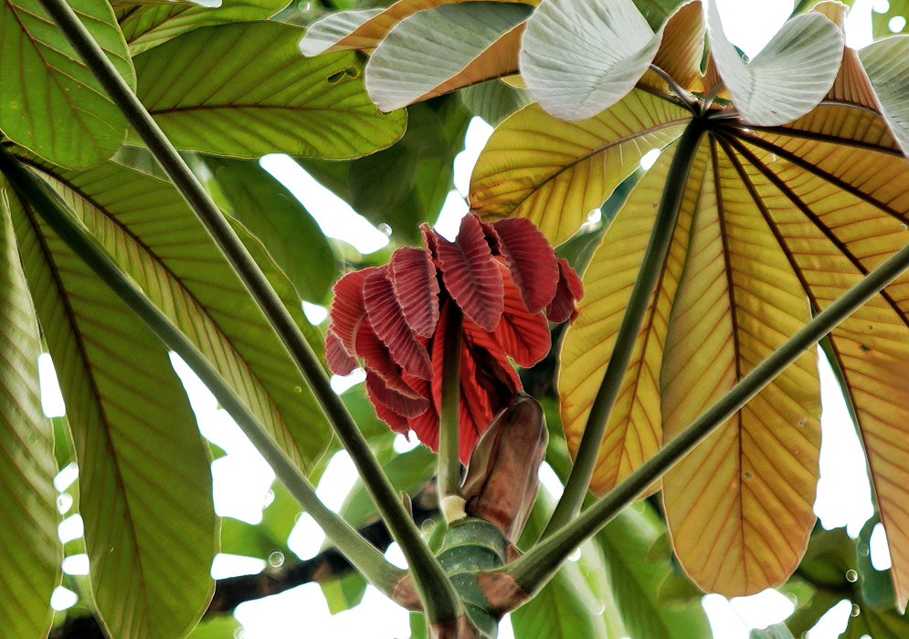 The top of a Cecropia angustifolia tree with new red leaves under the canopy of one large yellow leaf and one large green leaf