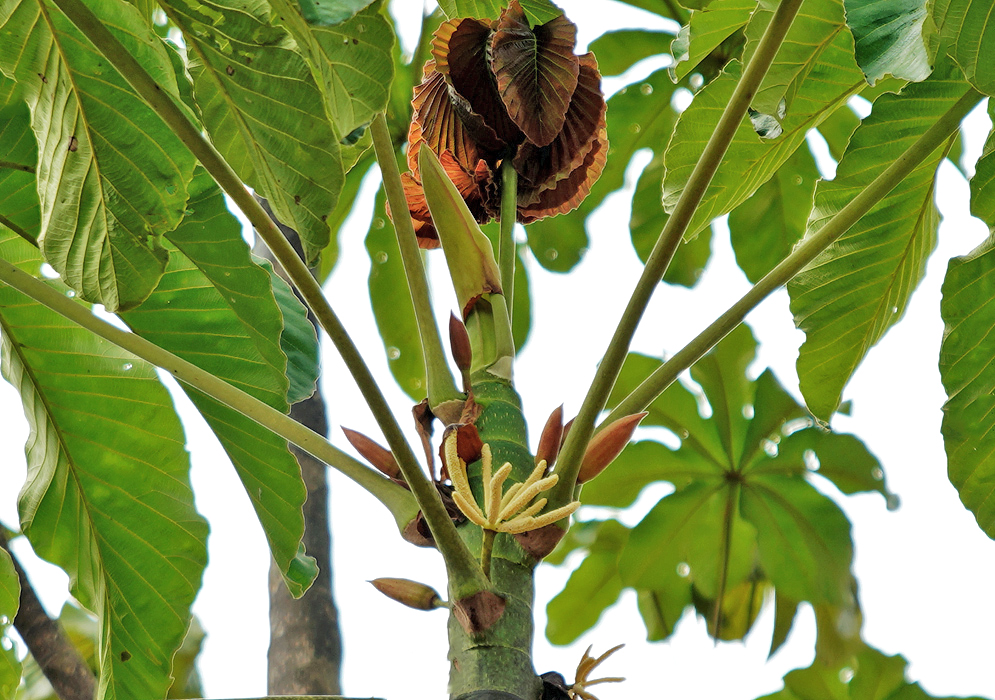 The top of Cecropia angustifolia tree with yellow flowers, flower buds, and new rust-orange leaves