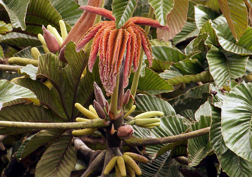 New red Cecropia red leaf and yellow flower buds