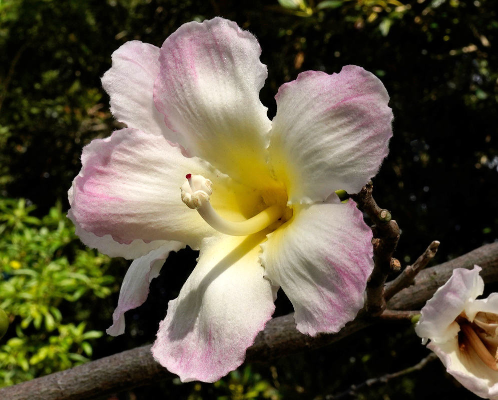 Ceiba insignis Flower A close-up of a Ceiba insignis flower with five broad petals that are white with light pink tips and a yellow throat, showing its prominent curved stamen